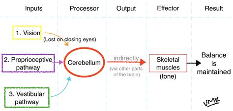 Medicowesome: The Romberg's test does not test cerebellar function