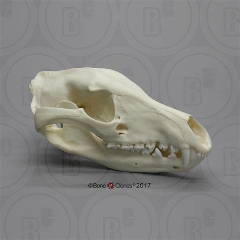 Thylacine Skull (Tasmanian Tiger) Cast Replica - Thylacinus cynocephal ...