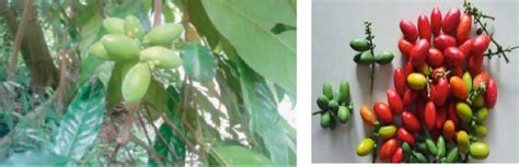 Melinjo plant (Gnetum gnemon Linn) (Bhat and Yahya, 2014) | Download ...