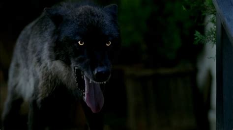 Werewolf | True Blood Wiki | FANDOM powered by Wikia