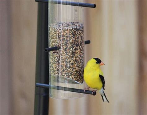 BEST PLACEMENT FOR YOUR FINCH FEEDER – GoBillyBird.com – your backyard ...