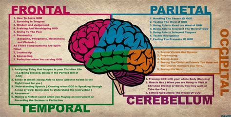 uh i think they missed teaching this in college.... | Brain anatomy ...