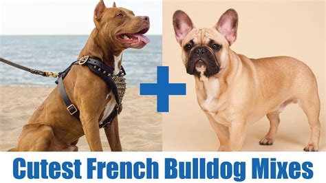 99+ French Bulldog Mix Breeds - l2sanpiero