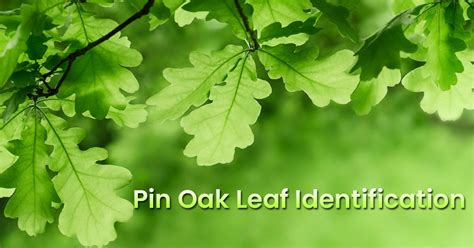 Pin Oak Leaf Identification Doesn’t Have To Be Hard. Read These 7 Tips ...