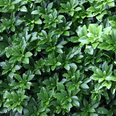 Pachysandra terminalis - Japanese spurge | Ground cover plants ...