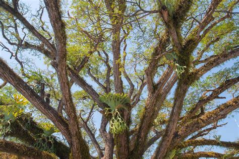 The beautiful branch of Samanea saman tree. 14316762 Stock Photo at ...