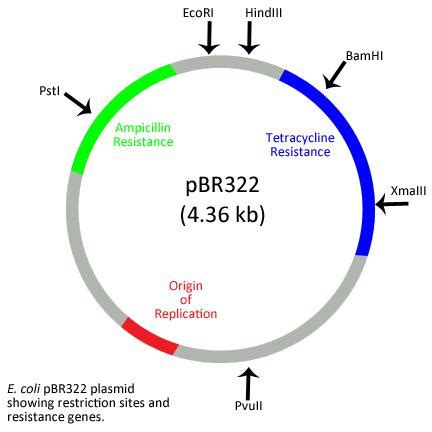 Designed Plasmid Vector