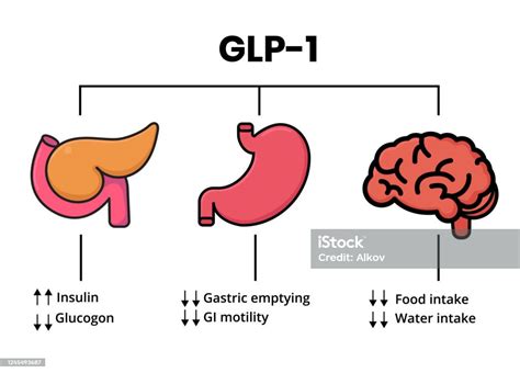 Glp1 Mechanism Of Action Glucagonlike Peptide Target Organs Stock ...