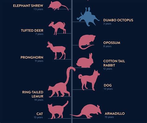 Here's How Long Different Animals Live For