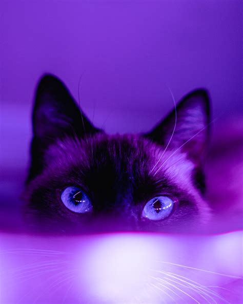 Purple Cat Wallpapers - Wallpaper Cave