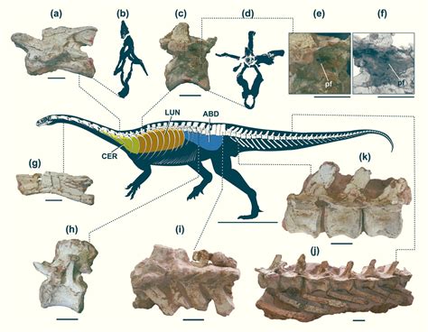 Pneumatic Air-Filled Bones First Appeared in Sauropod Dinosaurs 225 ...