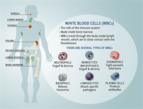 Overview Of Immune Cells In The Innate And Adaptive Immune Systems - ZOHAL