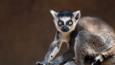 Ring-Tailed Lemur - Los Angeles Zoo and Botanical Gardens