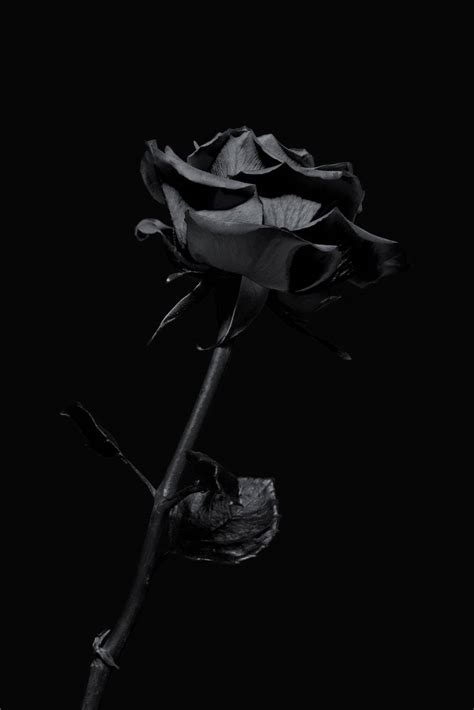 Download Aesthetic Flower Black Rose iPhone Wallpaper | Wallpapers.com