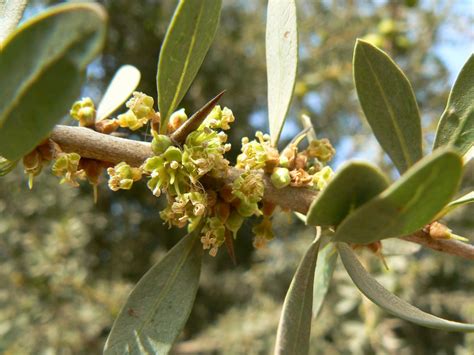 Sideroxylon spinosum - Biodiversité végétale du sud-ouest marocain