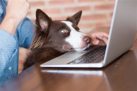 How To Create Your Own Online Dog Training Course | The Dogs