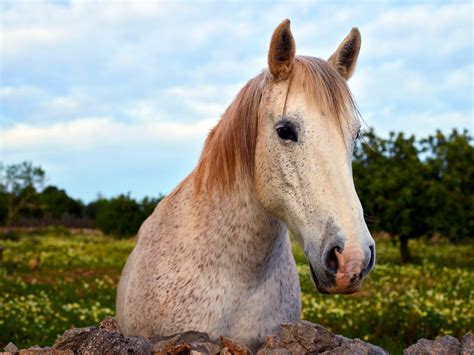 Horse in flower meadow - Wallpaper