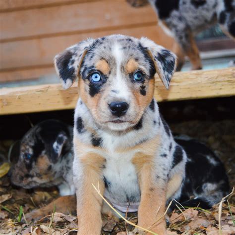 Blue Heeler Aussie Mix Puppies