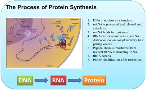 Protein Synthesis - Creative Biostructure