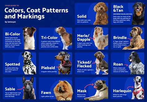 Different Dog Coat Patterns at Loren Senior blog