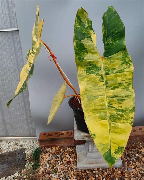 Philodendron Billietiae Variegated (6" Pot) | Rare Aroid | Greenboog