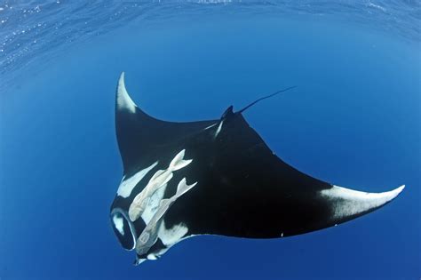 7 Rays You Really Should Know - Ocean Conservancy