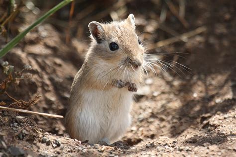 Mongolian gerbil - Wikiwand