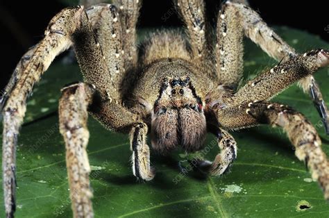 Brazilian wandering Spider - Stock Image - C001/0027 - Science Photo ...