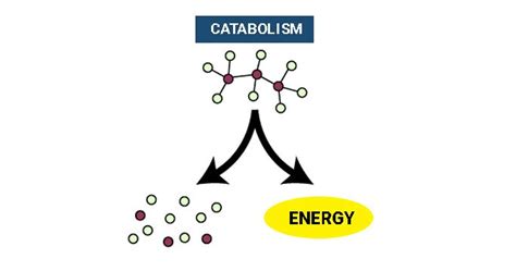 Catabolism|Stages |Rection| Annabolism | Metabolism | Chemistry |Byju's