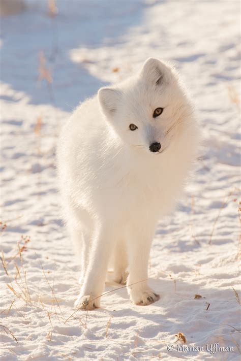 Magnificent Arctic Foxes of Manitoba | Steve and Marian Uffman Nature ...