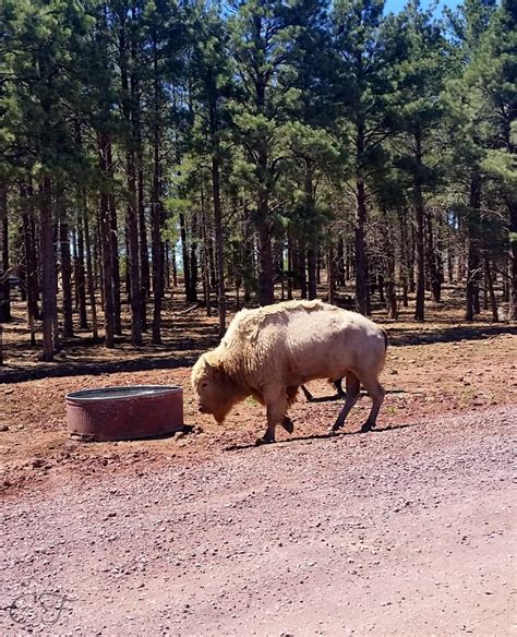 Bearizona Wildlife Park