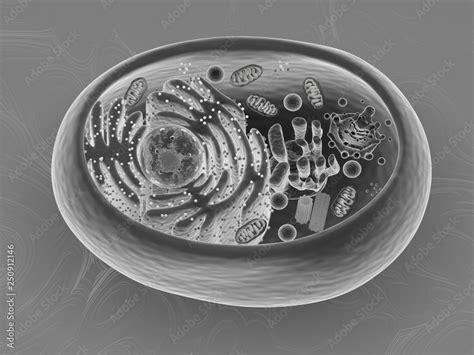 Scanning Electron Microscope Images Cell