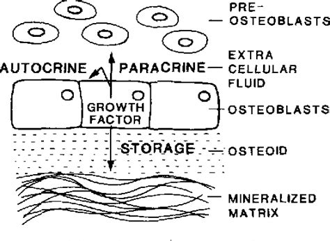 Matrix - Definition and Examples - Biology Online Dictionary