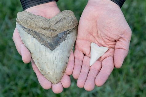 Megalodon: fact from fiction - Australian Geographic