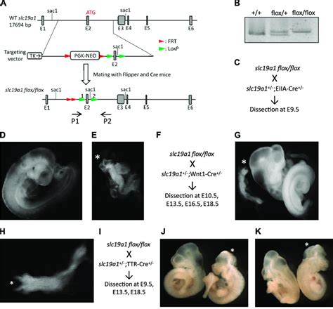 slc19a1 conditional-knockout mice show neural tube defects. A) The ...