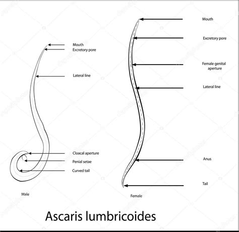 ascaris lumbricoides pictures