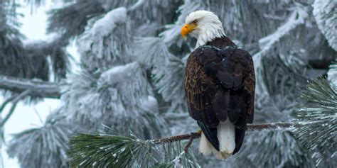 This Live Cam of Bald Eagles in Their Snow-Covered Nest Is the Winter ...