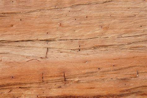 free textures background photo of a cut tree wood log #3