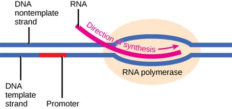 8.3 Transcription – NSCC Concepts of Biology I BIOL 1046