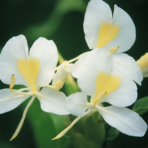 Buy Hawaiian White Ginger Plant (Hedychium Coronarium) — Kanoa Hawaii