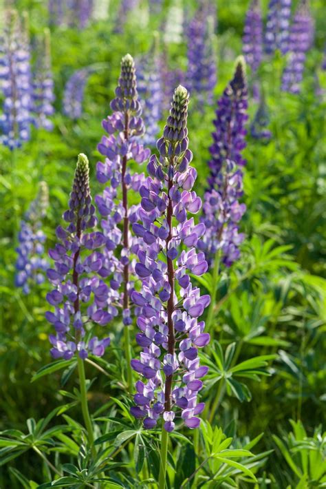 Lupine | Description, Flower, Perennial, & Facts | Britannica