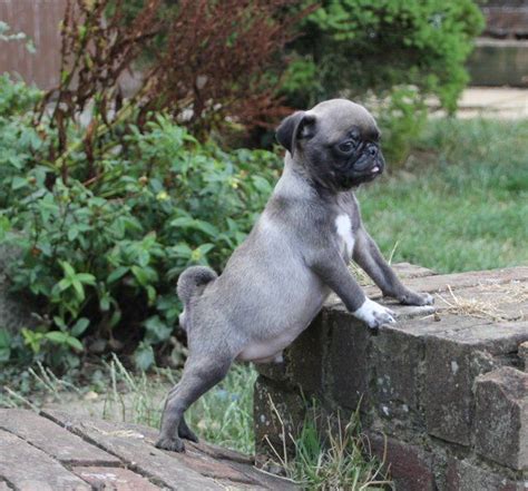 Cute Silver Pug Puppy Pug Pictures, Pug Pics, Grumble Of Pugs, Animals ...