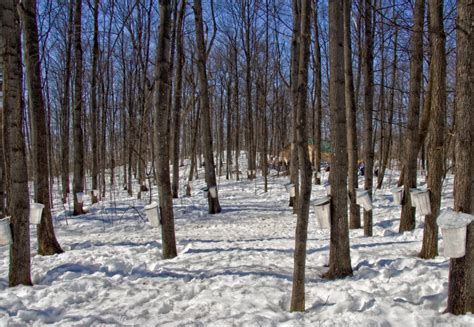 25 Maple Farms and Sugar Shacks to Visit in Ontario