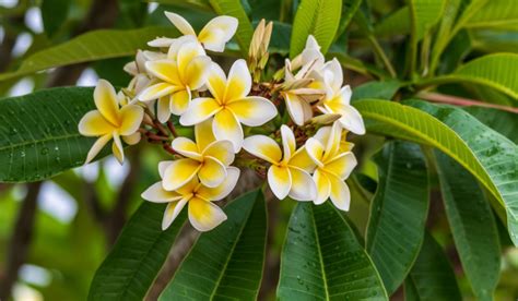 19 Extraordinary Facts About Frangipani - Facts.net