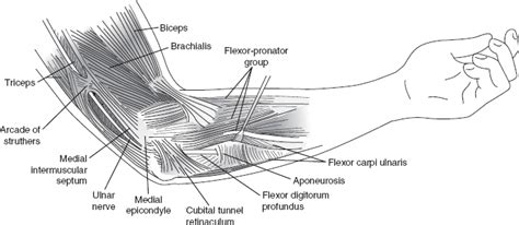 Elbow, Wrist, and Hand | Musculoskeletal Key