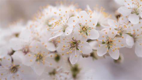 Blossom White Flowers In Blur Background 4K 5K HD Flowers Wallpapers ...