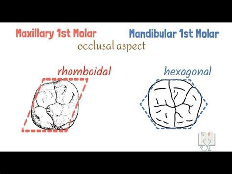 Differences between Maxillary & Mandibular 1st Molars - YouTube