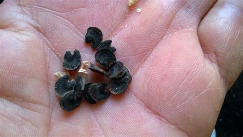 How to Start Hollyhock seeds Indoors