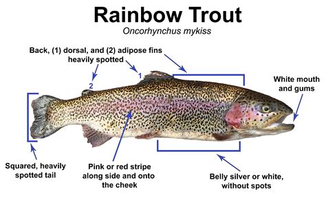 Trout Smart Series: Rainbow Trout – Fly of the Month Club - Wambolt ...