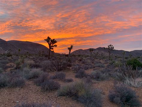 Joshua Tree Last sunset of 2018 | Natural landmarks, Joshua tree, Nature